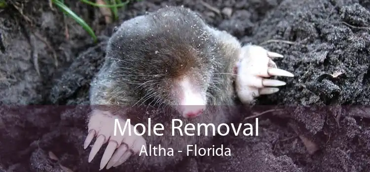Mole Removal Altha - Florida