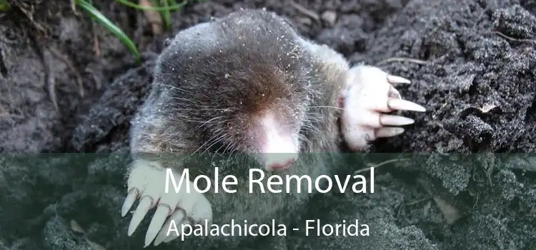 Mole Removal Apalachicola - Florida