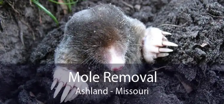 Mole Removal Ashland - Missouri
