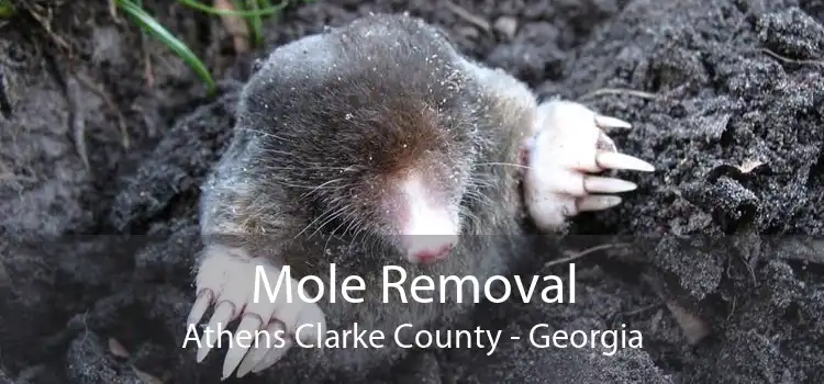 Mole Removal Athens Clarke County - Georgia