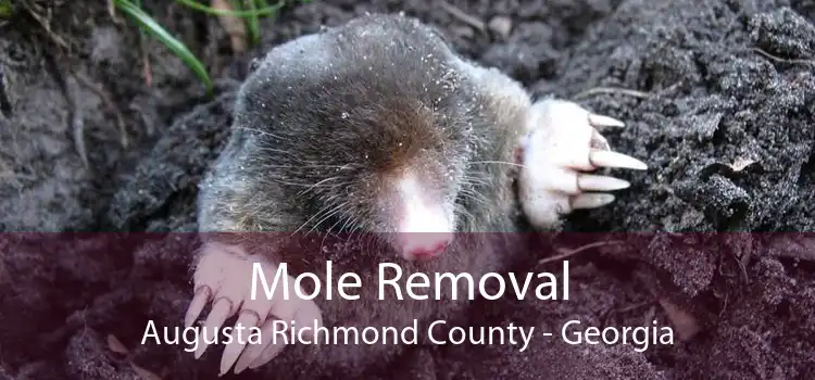 Mole Removal Augusta Richmond County - Georgia