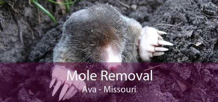 Mole Removal Ava - Missouri