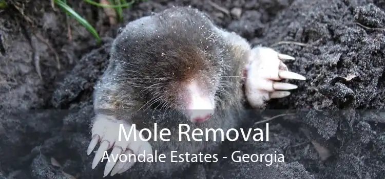 Mole Removal Avondale Estates - Georgia