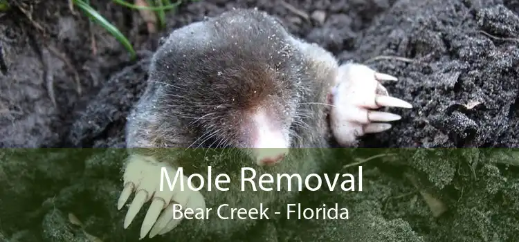 Mole Removal Bear Creek - Florida