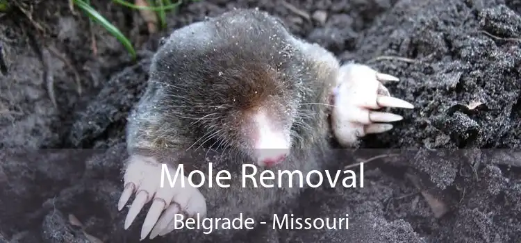 Mole Removal Belgrade - Missouri