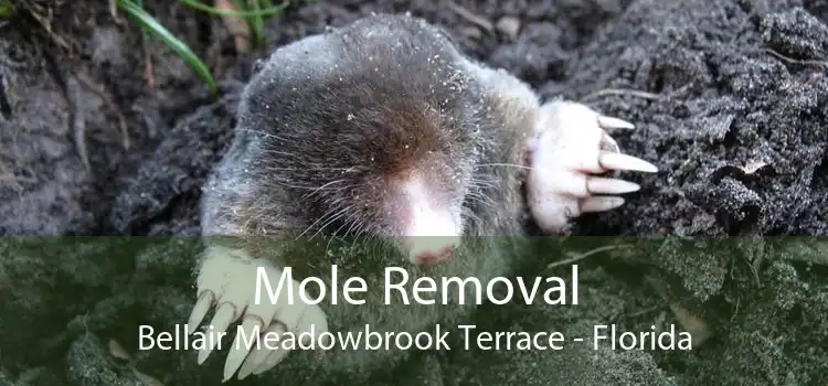 Mole Removal Bellair Meadowbrook Terrace - Florida
