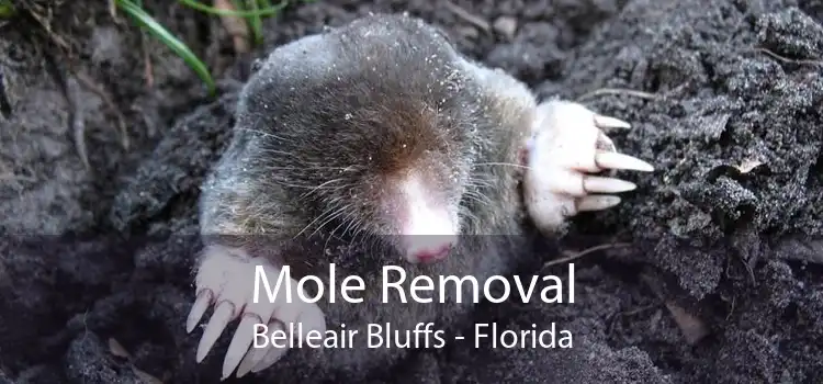 Mole Removal Belleair Bluffs - Florida
