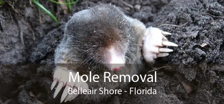 Mole Removal Belleair Shore - Florida