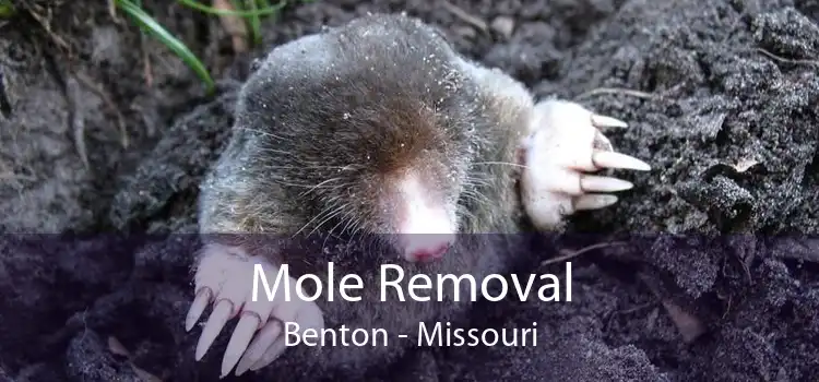 Mole Removal Benton - Missouri