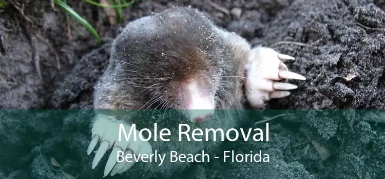 Mole Removal Beverly Beach - Florida