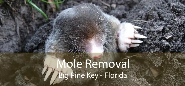Mole Removal Big Pine Key - Florida