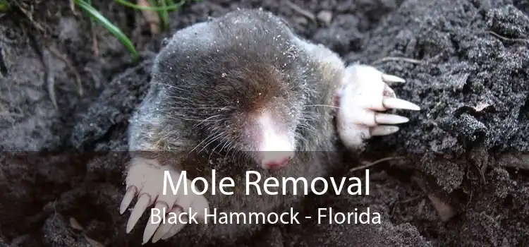Mole Removal Black Hammock - Florida