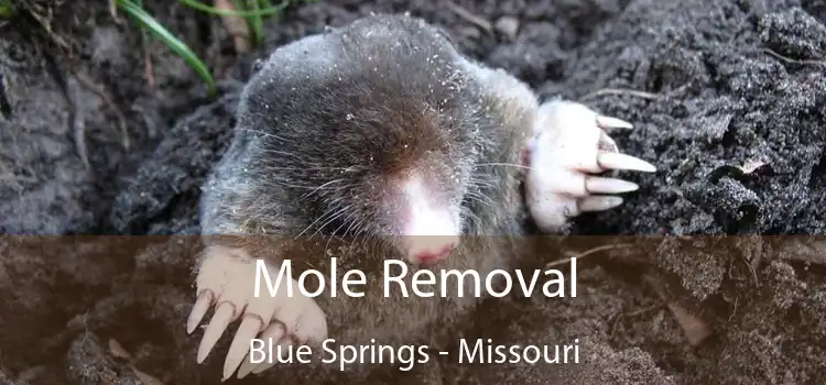 Mole Removal Blue Springs - Missouri