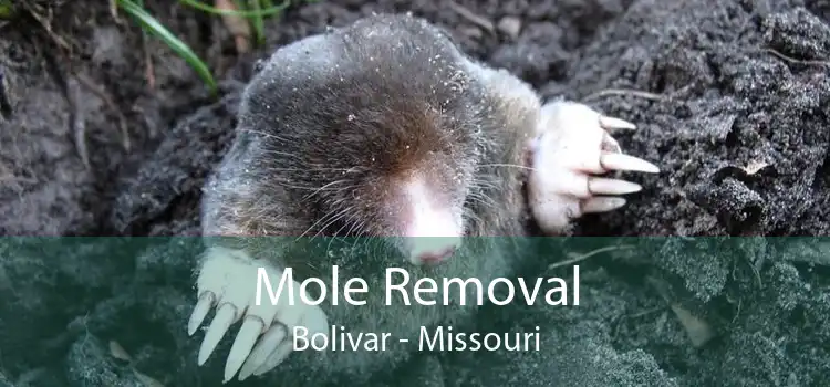 Mole Removal Bolivar - Missouri