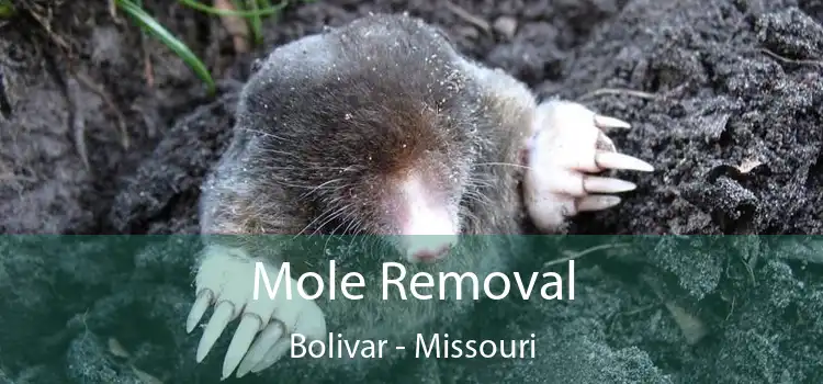 Mole Removal Bolivar - Missouri