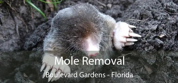 Mole Removal Boulevard Gardens - Florida