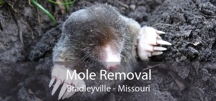 Mole Removal Bradleyville - Missouri