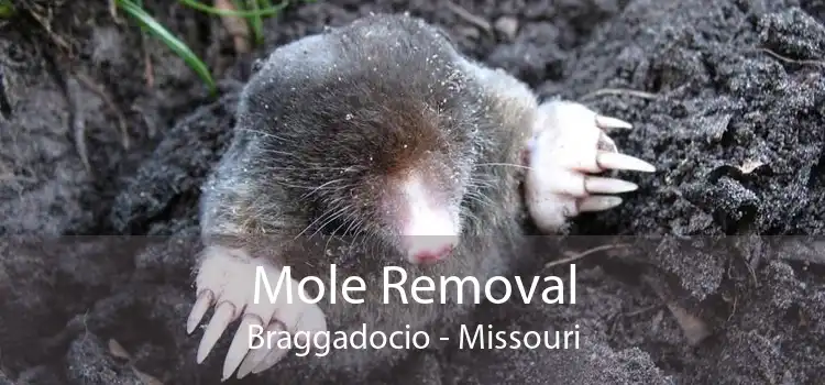 Mole Removal Braggadocio - Missouri