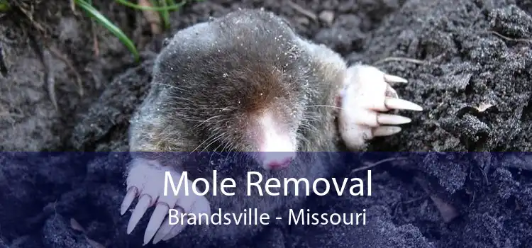 Mole Removal Brandsville - Missouri