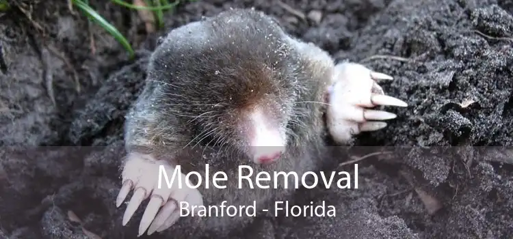 Mole Removal Branford - Florida