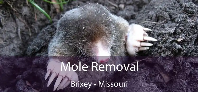 Mole Removal Brixey - Missouri