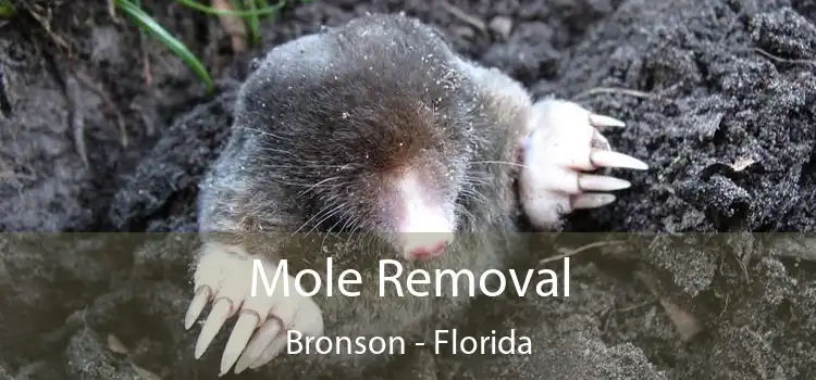 Mole Removal Bronson - Florida