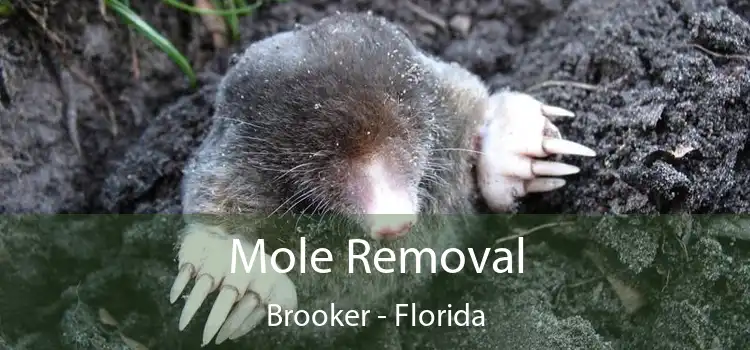 Mole Removal Brooker - Florida