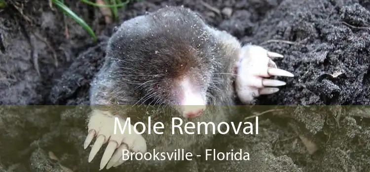 Mole Removal Brooksville - Florida