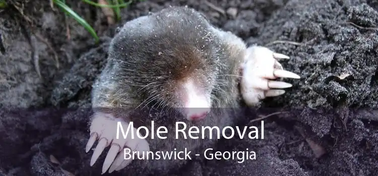 Mole Removal Brunswick - Georgia