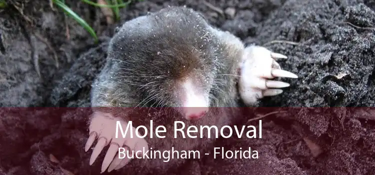 Mole Removal Buckingham - Florida