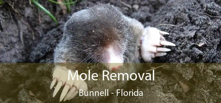 Mole Removal Bunnell - Florida