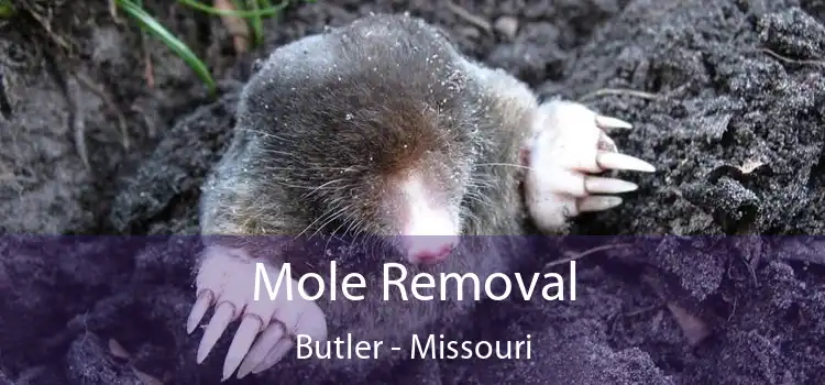 Mole Removal Butler - Missouri