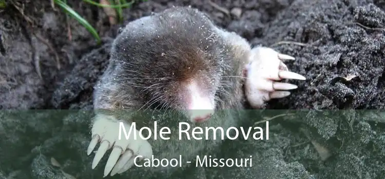 Mole Removal Cabool - Missouri