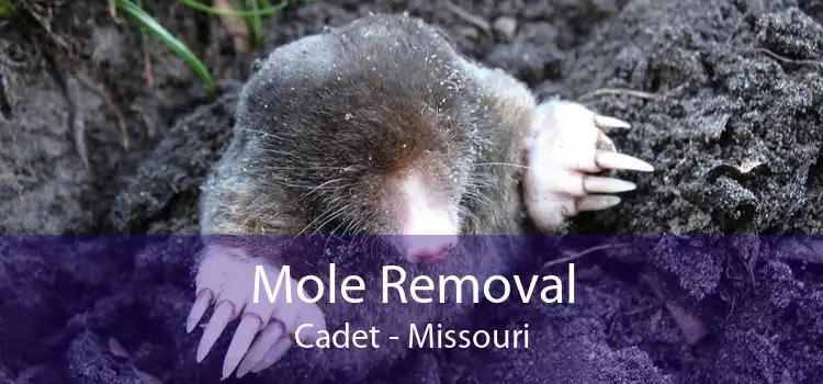 Mole Removal Cadet - Missouri