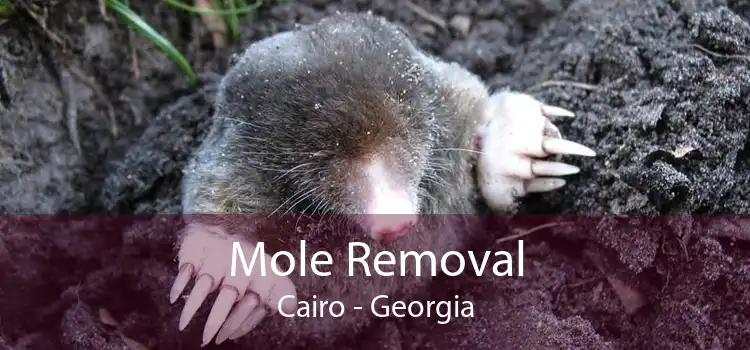 Mole Removal Cairo - Georgia