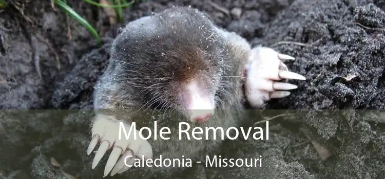 Mole Removal Caledonia - Missouri