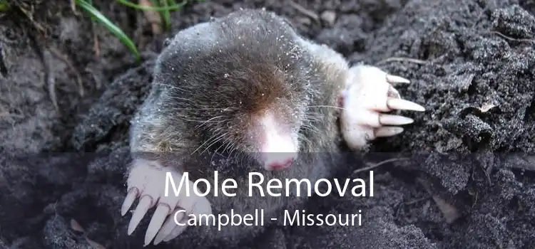 Mole Removal Campbell - Missouri