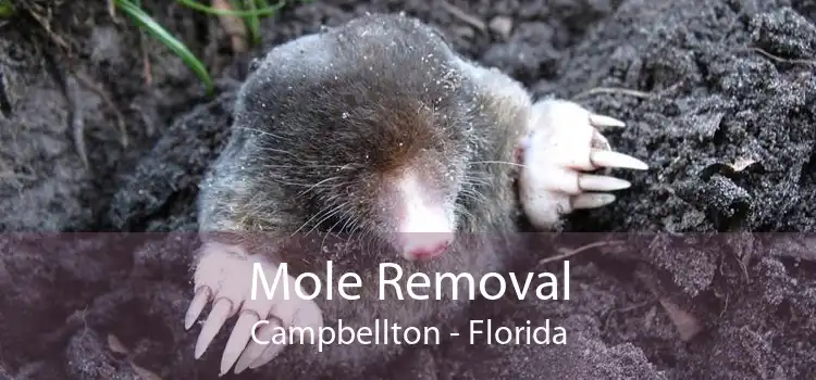 Mole Removal Campbellton - Florida