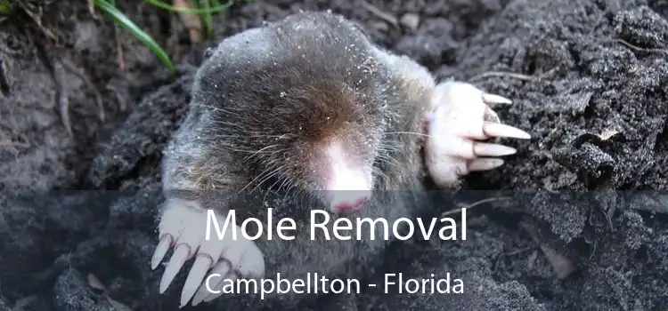 Mole Removal Campbellton - Florida