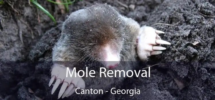 Mole Removal Canton - Georgia