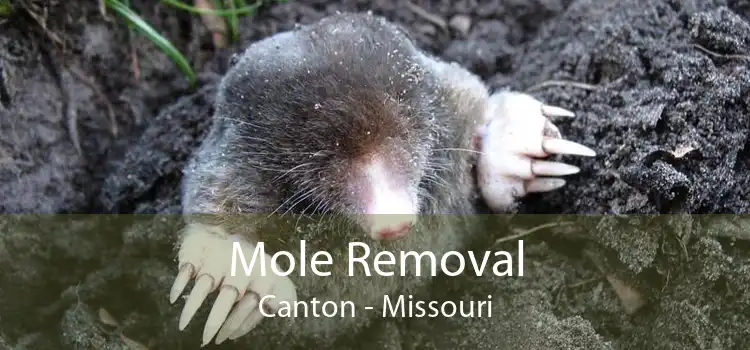 Mole Removal Canton - Missouri