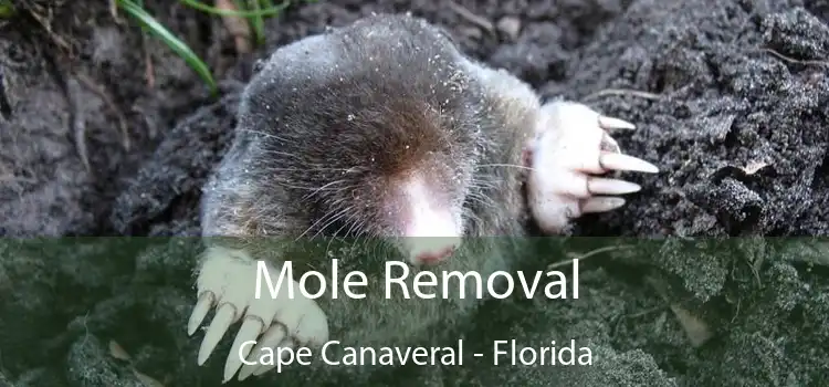 Mole Removal Cape Canaveral - Florida