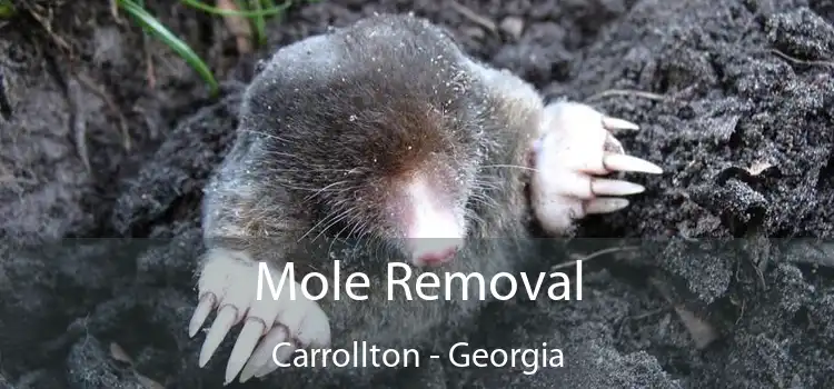 Mole Removal Carrollton - Georgia