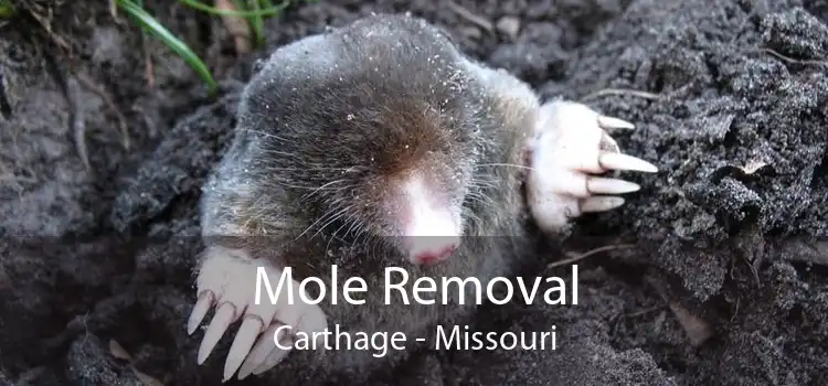 Mole Removal Carthage - Missouri