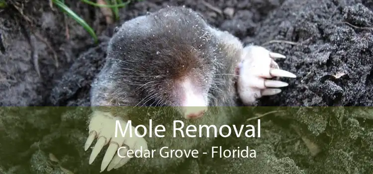 Mole Removal Cedar Grove - Florida