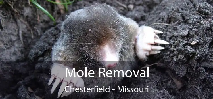 Mole Removal Chesterfield - Missouri