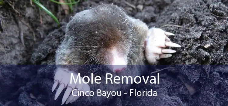 Mole Removal Cinco Bayou - Florida