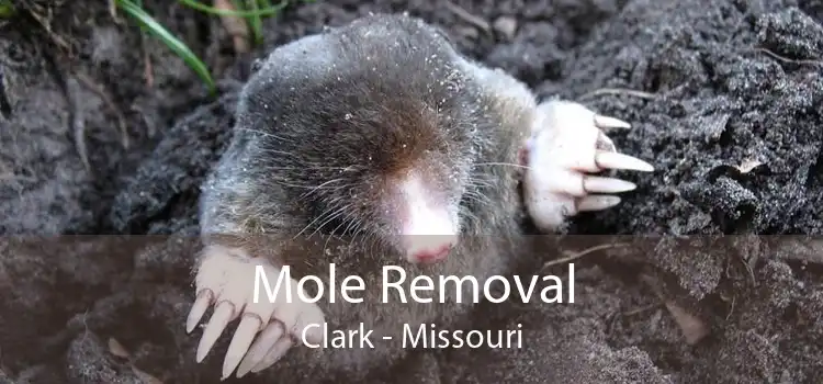 Mole Removal Clark - Missouri