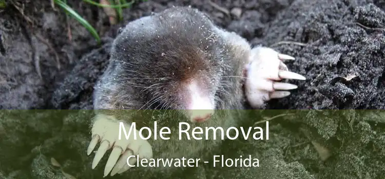 Mole Removal Clearwater - Florida