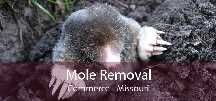 Mole Removal Commerce - Missouri